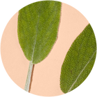 Sage