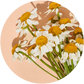 
Chamomile